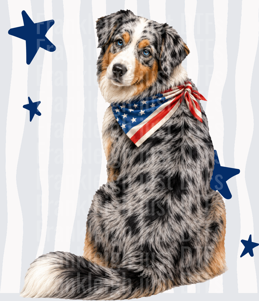 Australian Shepherd Puppy with American Flag Bandana and Blue Stars Back