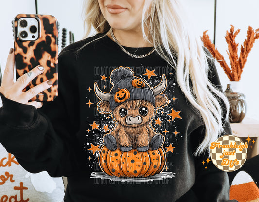 Highland cow and pumpkin