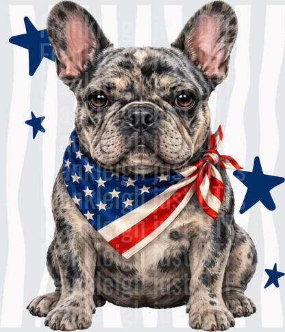 French Bulldog with American Flag Bandana and Blue Stars Front