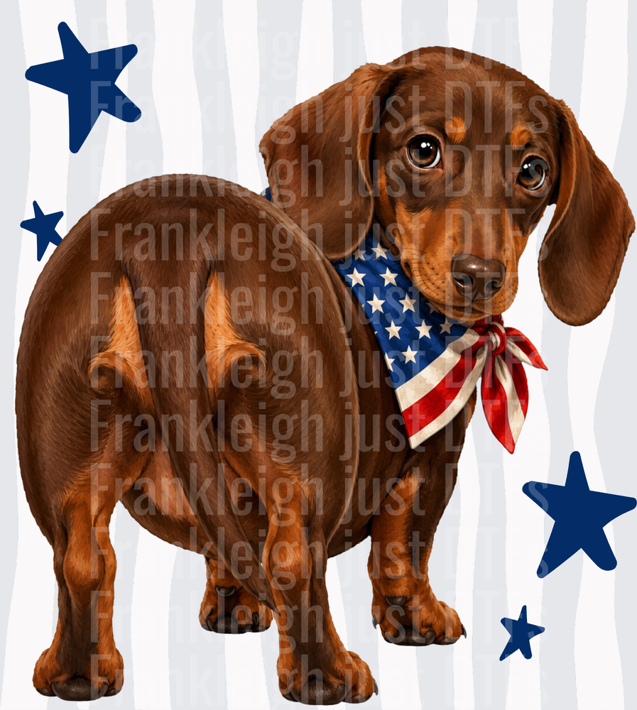 Patriotic Dachshund with American Flag Bandana and Blue Stars Back