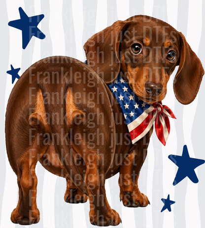 Patriotic Dachshund with American Flag Bandana and Blue Stars Back