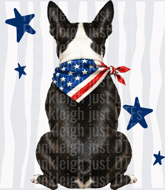 Patriotic Boston Terrier Dog with American Flag Bandana and Stars Back