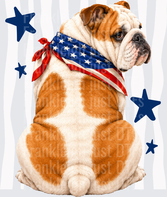 Patriotic English Bulldog with American Flag Bandana and Stars Back