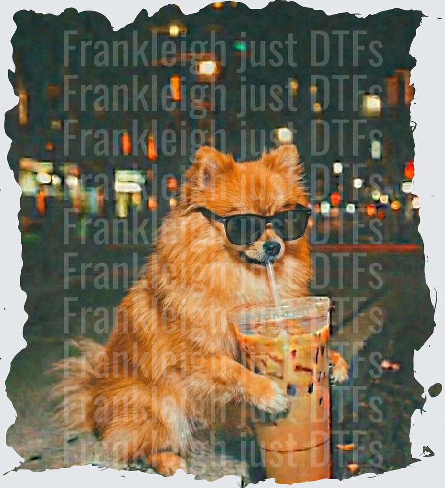 pomeranian iced coffee