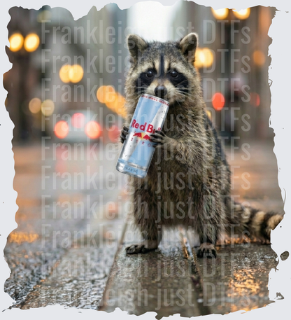 raccoon sf redbull