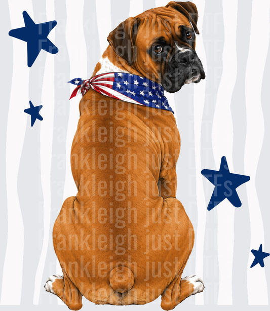 Patriotic Boxer Dog with American Flag Bandana and Blue Stars Back