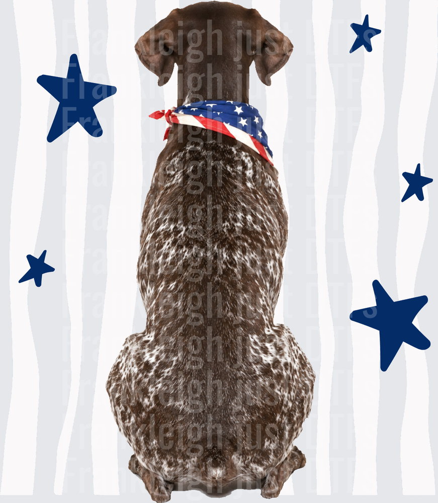 Patriotic German Shorthaired Pointer with American Flag Bandana and Blue Stars Back