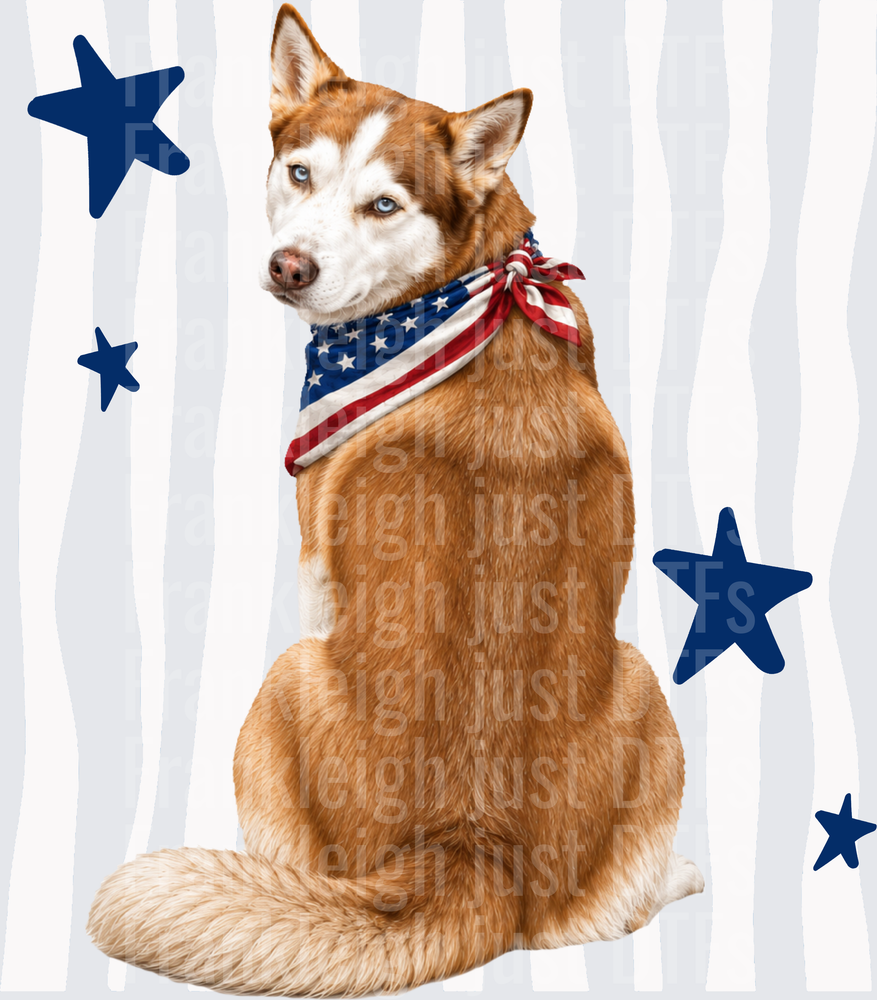 Patriotic Husky with American Flag Bandana and Blue Stars Back