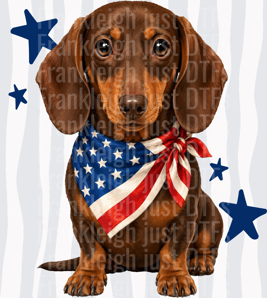 Patriotic Dachshund Wearing American Flag Bandana with Stars Front