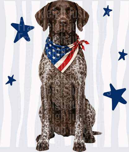 German Shorthaired Pointer Dog with American Flag Bandana and Blue Stars Front