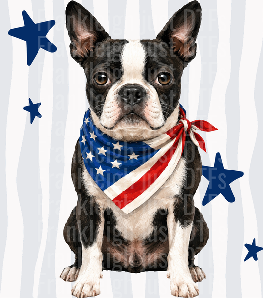 Patriotic Boston Terrier with American Flag Bandana and Blue Stars Front